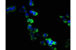 Immunofluorescence (IF) image for anti-rho/rac Guanine Nucleotide Exchange Factor (GEF) 18 (ARHGEF18) (AA 159-551) antibody (ABIN7167972)