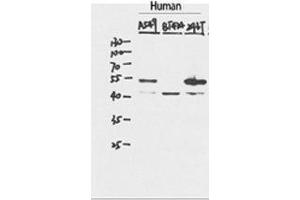 Western Blot (WB) analysis of specific cells using p53 Polyclonal Antibody. (p53 抗体  (C-Term))