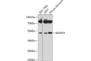 Western blot analysis of extracts of various cell lines, using B3GNT3 antibody (ABIN7271204) at 1:1000 dilution. (B3GNT3 抗体  (AA 120-240))