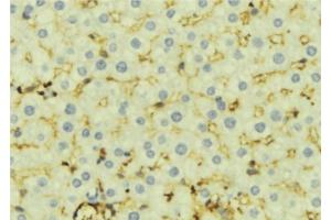 ABIN6276924 at 1/100 staining Mouse liver tissue by IHC-P. (CES1 抗体  (C-Term))