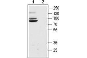 Western blot analysis of rat brain lysate:1. (Hyperpolarization Activated Cyclic Nucleotide-Gated Potassium Channel 4 (HCN4) Peptide)