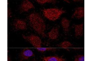 Confocal immunofluorescence analysis of HeLa cells using RPL21 Polyclonal Antibody at dilution of 1:200. (RPL21 抗体)