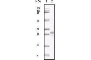 Western blot analysis using KSHV ORF26 mouse mAb against TPA induced BCBL-1 cell lysate. (KSHV ORF26 抗体)