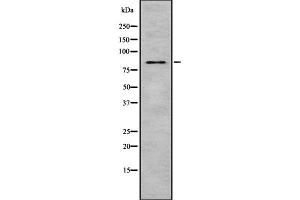 Western blot analysis of MST1 using 293 whole cell lysates