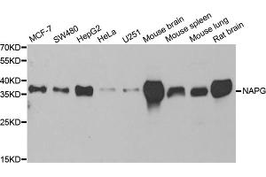 Western blot analysis of extracts of various cell lines, using NAPG antibody (ABIN5973832) at 1/1000 dilution. (NAPG 抗体)