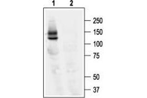 Western Blotting (WB) image for anti-Potassium Voltage-Gated Channel, Subfamily H (Eag-Related), Member 2 (KCNH2) (AA 1106-1159), (Intracellular) antibody (ABIN7043544)