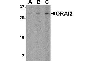 Western Blotting (WB) image for anti-ORAI Calcium Release-Activated Calcium Modulator 2 (ORAI2) (C-Term) antibody (ABIN1030563) (ORAI2 抗体  (C-Term))