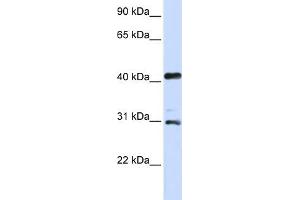 WB Suggested Anti-AURKA Antibody Titration:  0. (Aurora A 抗体  (C-Term))