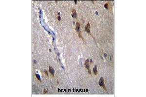 GPR45 Antibdy (Center) (ABIN6243207 and ABIN6577327) immunohistochemistry analysis in formalin fixed and paraffin embedded human brain tissue followed by peroxidase conjugation of the secondary antibody and DAB staining. (GPR45 抗体  (AA 121-149))