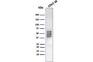 Western Blot Analysis of COLO-38 cell lysate using SOX10-Monospecific Recombinant Mouse MAb (rSOX10/1074). (Recombinant SOX10 抗体  (AA 115-269))