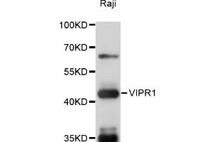 Western blot analysis of extracts of Raji cells, using VIPR1 antibody (ABIN6291056) at 1:1000 dilution. (VIPR1 抗体)