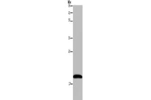 Western Blotting (WB) image for anti-NADH Dehydrogenase (Ubiquinone) 1 alpha Subcomplex, 8, 19kDa (NDUFA8) antibody (ABIN2433433) (NDUFA8 抗体)