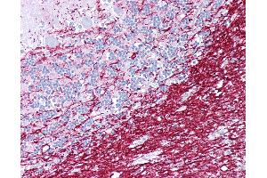 Anti-PLP1 antibody IHC of human brain, cerebellum. (PLP1 抗体  (AA 36-85))