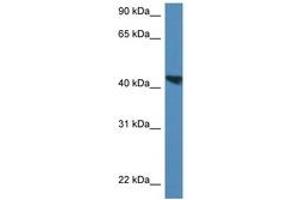 Image no. 1 for anti-Meis Homeobox 3 (MEIS3) (AA 301-350) antibody (ABIN6747225) (MEIS3 抗体  (AA 301-350))