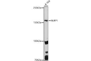 Western blot analysis of extracts of K-562 cells, using NLRP1 antibody (ABIN7268935) at 1:1000 dilution. (NLRP1 抗体  (AA 1000-1100))
