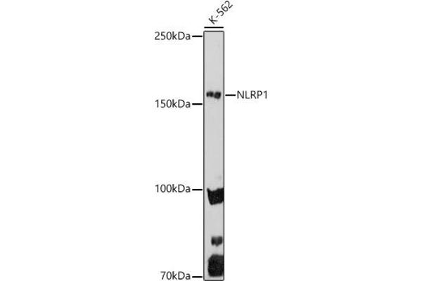 NLRP1 antibody  (AA 1000-1100)