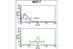JIP1 Antibody (C-term) (ABIN652961 and ABIN2842613) flow cytometry analysis of MCF-7 cells (bottom histogram) compared to a negative control cell (top histogram).