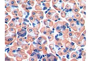 Detection of FAPa in Mouse Stomach Tissue using Polyclonal Antibody to Fibroblast Activation Protein Alpha (FAPa)