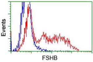 HEK293T cells transfected with either RC214616 overexpress plasmid (Red) or empty vector control plasmid (Blue) were immunostained by anti-FSHB antibody (ABIN2453052), and then analyzed by flow cytometry. (FSHB 抗体)