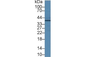 Detection of JAM2 in Human Lung lysate using Polyclonal Antibody to Junctional Adhesion Molecule 2 (JAM2) (JAM2 抗体  (AA 74-250))