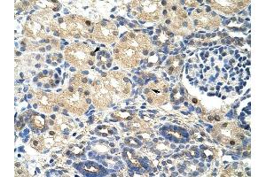 SRP14 antibody was used for immunohistochemistry at a concentration of 4-8 ug/ml to stain Epithelial cells of renal tubule (arrows) in Human Kidney. (SRP14 抗体)