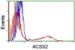 Image no. 1 for anti-Acyl-CoA Synthetase Short-Chain Family Member 2 (ACSS2) antibody (ABIN1496426) (ACSS2 抗体)