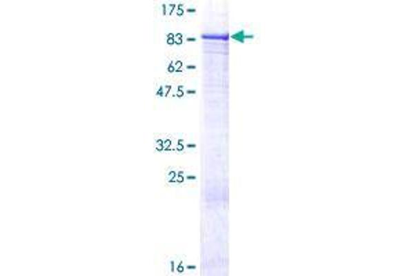 ZNF599 Protein (AA 1-588) (GST tag)