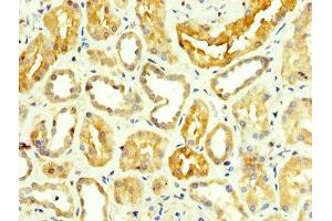 IHC image of ABIN7143616 diluted at 1:350 and staining in paraffin-embedded human kidney tissue performed on a Leica BondTM system. (ALT 抗体  (AA 2-496))
