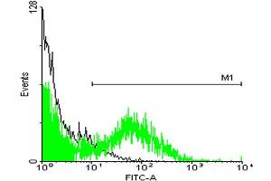 FACS analysis of ES-2 cells stained with STIP1 monoclonal antibody clone 2E11 (Green) and non-stained ES-2 cells (Black) as negative control. (STIP1 抗体  (AA 1-543))