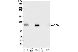 Western Blotting (WB) image for anti-CD44 (CD44) (AA 692-742) antibody (ABIN7453578) (CD44 抗体  (AA 692-742))