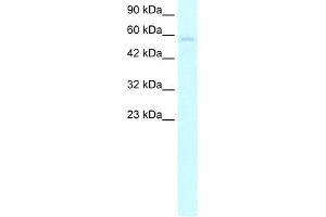 Western Blotting (WB) image for anti-Tripartite Motif Containing 10 (TRIM10) (C-Term) antibody (ABIN2775785)