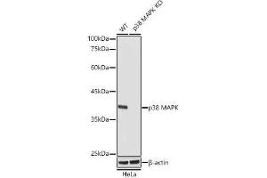 Western blot analysis of extracts from wild type(WT) and p38 MAPK knockout (KO) HeLa cells, using p38 MAPK antibody (ABIN1682699, ABIN3019202, ABIN3019203 and ABIN7101731) at 1:1000 dilution. (MAPK14 抗体)