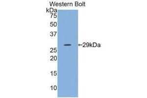 Western blot analysis of the recombinant protein. (IL12A 抗体  (AA 23-219))