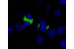 Immunofluorescence (IF) image for anti-Centromere Protein F (CENPF) (AA 1800-1850) antibody (ABIN7448384) (CENPF 抗体  (AA 1800-1850))