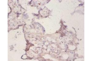 Immunohistochemistry of paraffin-embedded human placenta tissue using ABIN7162930 at dilution of 1:50 (Peroxiredoxin 1 抗体  (AA 1-199))