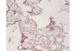 Immunohistochemistry of paraffin-embedded human placenta tissue using ABIN7162930 at dilution of 1:50 (Peroxiredoxin 1 抗体  (AA 1-199))
