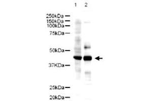 Western blot using Ldb2 polyclonal antibody  showsdetection of a 43 KDa band corresponding to Ldb2 in a lysates prepared from human kidney (Lane 1) and mouse spleen (Lane 2) tissues.