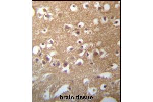 TMCC3 Antibody (Center) (ABIN657269 and ABIN2846361) immunohistochemistry analysis in formalin fixed and paraffin embedded human brain tissue followed by peroxidase conjugation of the secondary antibody and DAB staining. (TMCC3 抗体  (AA 133-162))