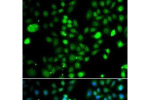 Immunofluorescence analysis of A549 cells using PRDM5 Polyclonal Antibody (PRDM5 抗体)