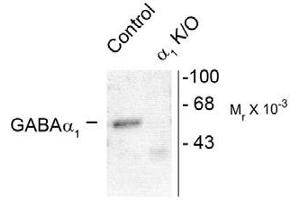 Image no. 1 for anti-gamma-aminobutyric Acid (GABA) A Receptor, alpha 1 (GABRA1) (Cytoplasmic Domain) antibody (ABIN221174) (GABRA1 抗体  (Cytoplasmic Domain))