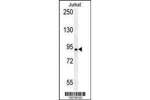 AXIN2 antibody western blot analysis in Jurkat lysate (AXIN2 抗体  (AA 816-843))