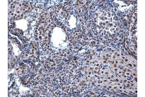 IHC-P Image CBX1 / HP1 beta antibody detects CBX1 / HP1 beta protein at nucleus on mouse ovary by immunohistochemical analysis. (CBX1 抗体  (Center))