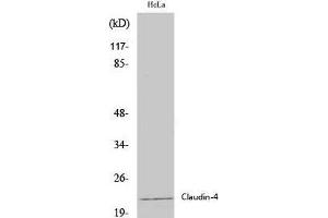 Western Blot analysis of Hela cells using Claudin 4 Polyclonal Antibody at dilution of 1:2000.