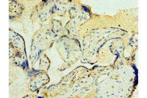 Immunohistochemistry of paraffin-embedded human placenta tissue using ABIN7162273 at dilution of 1:100 (ORC4 抗体  (AA 187-436))