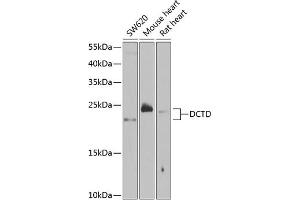 Western blot analysis of extracts of various cell lines, using DCTD antibody  at 1:1000 dilution. (DCMP Deaminase (DCTD) (AA 1-178) 抗体)