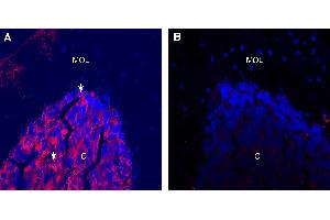 Expression of ATP1A1 in mouse cerebellum. (ATP1A1 抗体  (Intracellular))