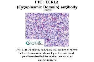 Image no. 1 for anti-Chemokine (C-C Motif) Receptor-Like 2 (CCRL2) (2nd Cytoplasmic Domain) antibody (ABIN1732792)