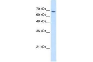Image no. 2 for anti-Transmembrane 9 Superfamily Member 1 (TM9SF1) (AA 201-250) antibody (ABIN205056) (TM9SF1 抗体  (AA 201-250))