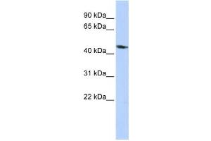 Western Blotting (WB) image for anti-Potassium Inwardly-Rectifying Channel, Subfamily J, Member 1 (KCNJ1) antibody (ABIN2458147) (KCNJ1 抗体)