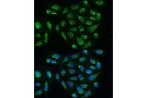 Immunofluorescence analysis of U2OS cells using B Rabbit pAb (ABIN6131454, ABIN6137226, ABIN6137227 and ABIN6224284) at dilution of 1:200 (40x lens). (ATAD3B 抗体  (AA 1-240))